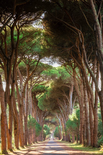 Viale del Gombo nella pineta del Parco di San Rossore