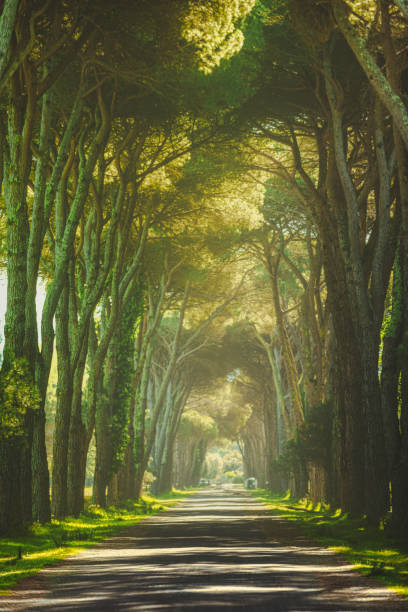 Tunnel di pini nel Parco di Migliarino San Rossore