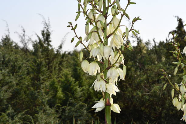 Pineta del Parco regionale di San Rossore