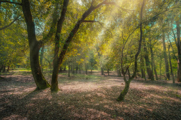 Bosco mediterraneo del Parco di San Rossore