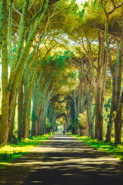 Viale di pini nel Parco di Migliarino San Rossore