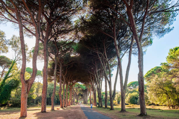 Viale del Gombo nel Parco di Migliarino San Rossore