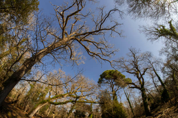 Sentieri nel bosco del Parco di San Rossore Migliarino