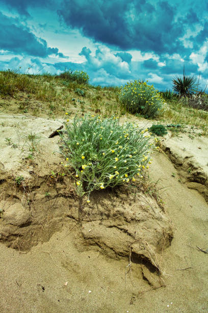 Le dune della Marina di Vecchiano